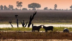 Parque Chobe, Botsuana